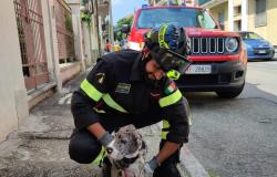 Vercelli:  i vigili del fuoco salvano un cucciolo di cane