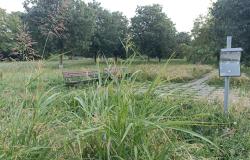Via Cantarana: "Giardini pubblici sommersi dall'erba"