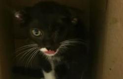"A porta Torino tanti gatti con la stessa forma virale"