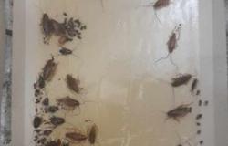 Via Colombo, case Atc: "Ho l'abitazione invasa dalle blatte"