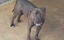Salvato Aci, un pitbull di 4 anni destinato alla soppressione