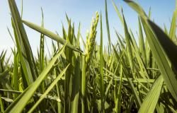 Convegno sulle abitudini alimentari dei consumatori e biotecnologie