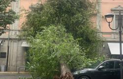 Vercelli, “piegata” dal forte vento, riemerge dai danni