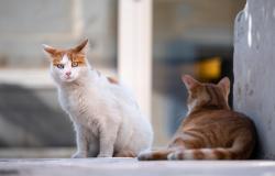 Trino: il Comune aderisce al progetto per la sterilizzazione dei gatti