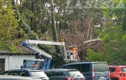 Ex caserma Garrone:  taglio e rimozione delle piante cadute