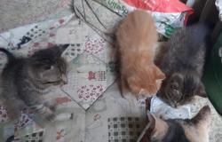 "Regalo tre bellissimi micini"