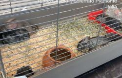 Casale: "Venduti animali senza autorizzazione"