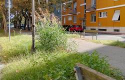 "Viale Volta, panchine tra erbacce e deiezioni canine"