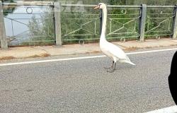 Vercelli: cigno sul ponte del fiume Sesia crea curiosità e rallentamenti