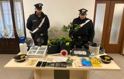 Romagnano Sesia: coltivava marijuana in casa, arrestato