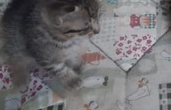 "Chi vuole adottare questa bellissima micina?"