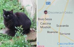 Qualcuno riconosce questo bellissimo gatto?