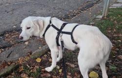 "Chi ha visto questa cagnolina scappata a Caresanablot?"