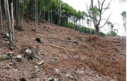 Scopello: deturpano l'area boschiva e rubano legname per 640 mila euro