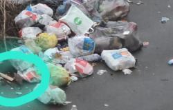 "Sul retro di via Monfalcone i ratti banchettano tra i rifiuti"