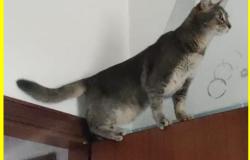 Vercelli: chi ha visto il gatto Leo?