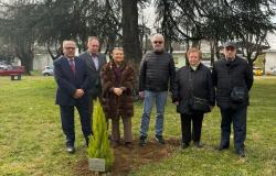 Un abete e palloncini bianchi in ricordo di Alessandro Francese