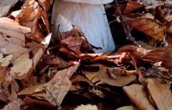 Unione Montana Valsesia: nuovi servizi per i cercatori di funghi