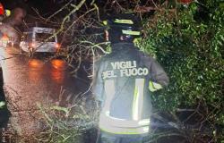 Villarboit: crollo di un albero sulla SP57