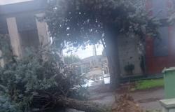 Vercelli: cade un albero nel cimitero di Billiemme