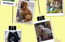 Concorso fotografico per gli studenti su Pasqua e animali domestici