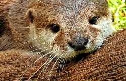 La lontra è tornata in Centroitalia e sulle Alpi