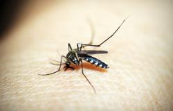 Dengue, scatta l'emergenza in Brasile