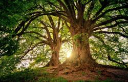 Giovedì 21 marzo:  Giornata internazionale delle foreste