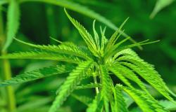 Cannabis: in Germania, dal 1° aprile è legale a scopo ricreativo 