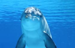 Life Delfi: il progetto per salvare i delfini