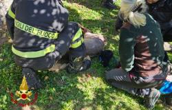 I Vigili del fuoco salvano un capriolo