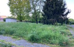 Vercelli: "Sembra di camminare in una giungla" 