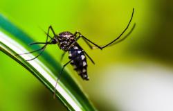 La Giornata mondiale della malaria si celebra il 25 aprile