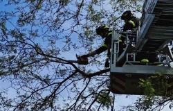 Borgosesia: rimosso un albero pericolante a bordo strada 