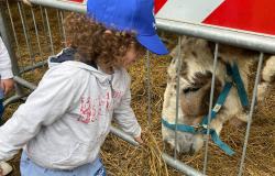 I bambini visitano gli ospiti della Fattoria in Città