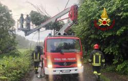 Quarona: albero pericolante sopra i cavi della luce
