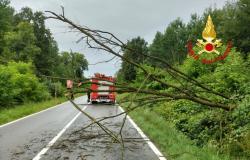 Maltempo: cade una pianta sulla strada tra Gattinara e Roasio