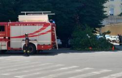 Cade un grosso ramo in piazza Mazzini