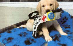 Lions: donazione di 12mila euro per il progetto cani guida per ipovedenti