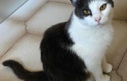 Smarrito gatto da un'abitazione a Fontanetto Po