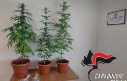 Semina marijuana sul balcone di casa
