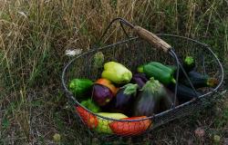 Cascina Bargè: frutta, verdura e uova a km. 0