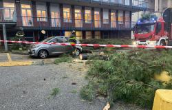 Crolla un albero all’ Ospedale Maggiore di Novara