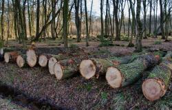 Vercelli: proiezione del documentario “Deforestazione made in Italy”