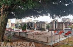 Cimitero dei Cappuccini: "Quella pianta è pericolosa e va abbattuta"