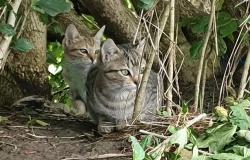 "Gatti...un rifugio per la vita": a Caresana parte la raccolta fondi 