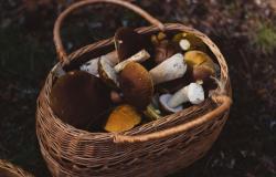 Avvelenamento da funghi: moltiplicati gli accessi al Pronto soccorso