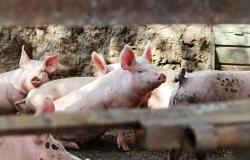 Peste suina: servono 50 milioni di euro per gli allevatori