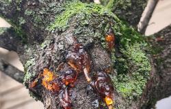 Piazza Pajetta: "Alberi abbattuti perchè gravemente compromessi"
