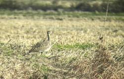 Avvistati due rarissimi esemplari di Gallina prataiola nel Vercellese